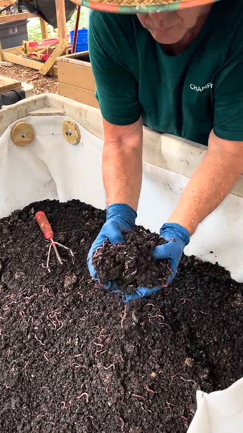 Worm Week 2026 1